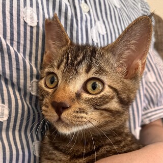 甘えたいさかりの子猫　ママが欲しいですっ⭐︎