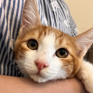 超美猫さんのスリゴロにゃん♡