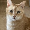 猫好きの猫