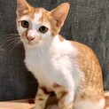 【生後4ヵ月位】甘えん坊のキジ白くん