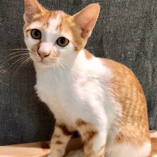 【生後4ヵ月位】甘えん坊のキジ白くん