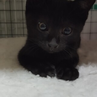 抱っこ大好きな甘えん坊ちゃん男の子