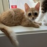この子を幸せにしてくださきませんか？ サムネイル2