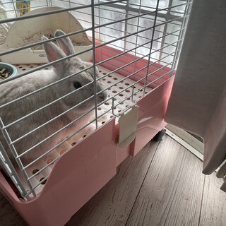 里親決まりました。ありがとうございました