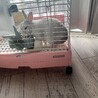 里親決まりました。ありがとうございました サムネイル2