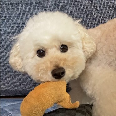 おもちゃで遊ぶまるちゃん