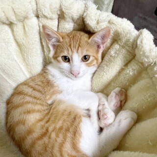 6兄妹♡少しビビリ♡みかわくん