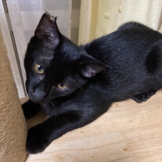黒猫生後4ヶ月