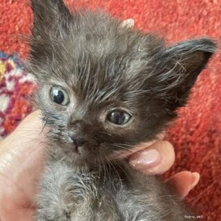 黒猫♂＆三毛♀姉弟子猫1カ月手乗り猫