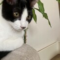 ハチワレ　メス　4月