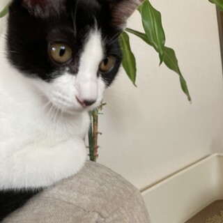 ハチワレ　メス　4月