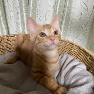 6兄妹♡大音量ゴロゴロ～♪はやしくん