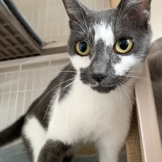 珍しい毛柄の優しいランちゃん