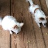 ももとしろ