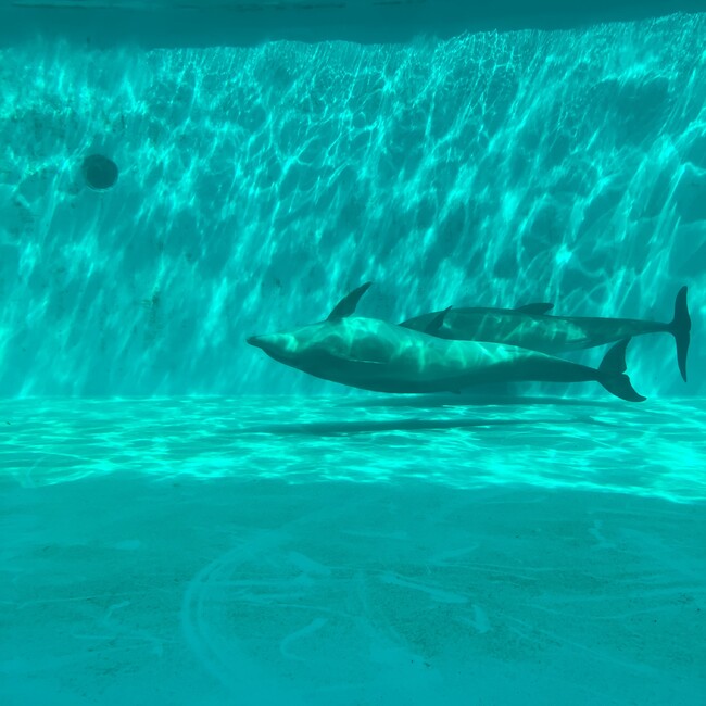 ももとしろのカバー写真