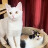 【10/26芝浦】ぱっちり目のきゅるん顔白猫美少女 サムネイル3