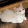 【10/26芝浦】ぱっちり目のきゅるん顔白猫美少女 サムネイル5