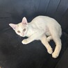 【10/26芝浦】ぱっちり目のきゅるん顔白猫美少女 サムネイル6