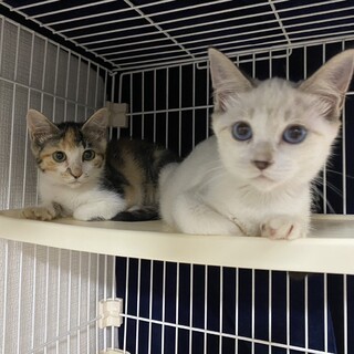 お耳と尻尾だけグレー青い目のこたくん