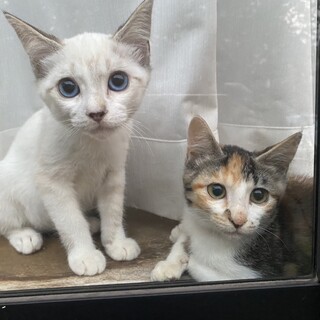 キュートなお顔の三毛猫の未来ちゃん3ヶ月