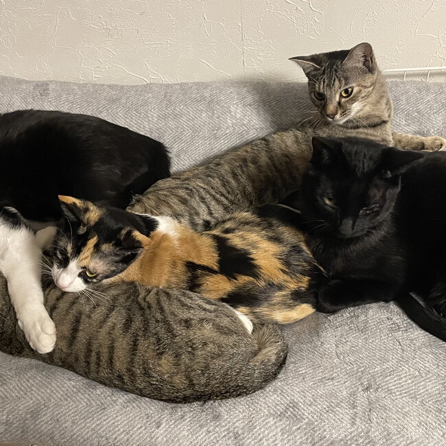 キジサビきなこのカバー写真