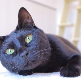 人大好きウォンさん