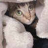 あずきなこ.