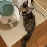 お膝大好き三毛猫ちゃん サムネイル5