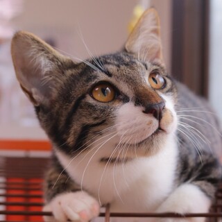 鼻チョビがチャームポイント！ビックベイビー！