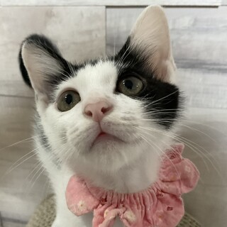 秋と一緒に迎えてね、甘えたさんの春です♡