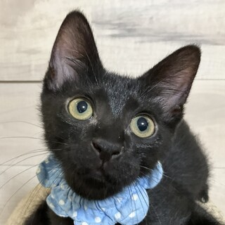 お笑い担当の秋くん、春と一緒に迎えてね♡