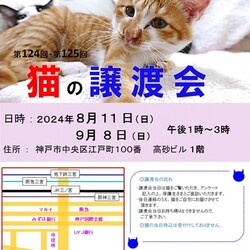 猫の譲渡会in神戸三宮 ¨ 猫のミーナ ¨