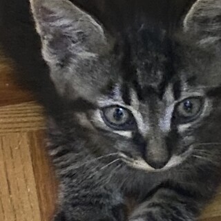 健康運アップ。福虎キジ猫。元気な仔猫です。