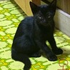 幸せを運ぶ黒猫です。 サムネイル1