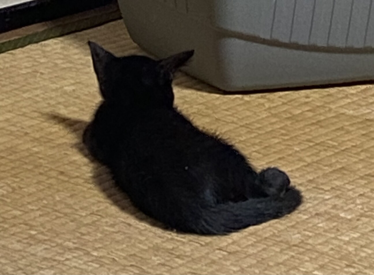 幸せを運ぶ黒猫です。 サムネイル2