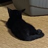 幸せを運ぶ黒猫です。 サムネイル2