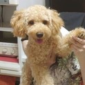 飼育放棄されたトイプー7ヶ月の男の子にこくん♡