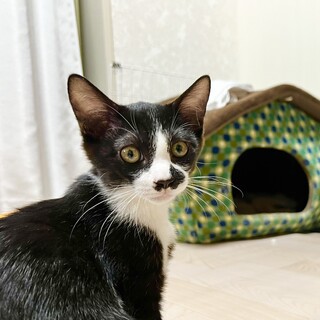 おひげ模様いつばさ君