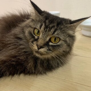 ふわっふわ長毛が可愛い・アムちゃん