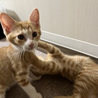 茶白のアドちゃん
