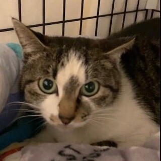 ちょっとぽっちゃりが可愛い・ふきちゃん