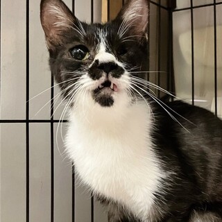 ハンデなんのそのの頑張り屋さん・こぎみゅんちゃん