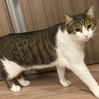 去勢済み　約6才　オス