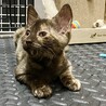 かわいいサビ猫のオリヒメちゃんです。 サムネイル7