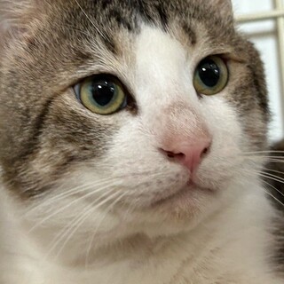 大柄で大きな顔が可愛らしい・にのくん