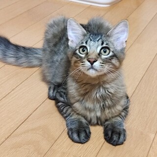 甘えん坊なヤンチャ坊主ミック