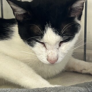 ハチワレの女の子1才半くらい