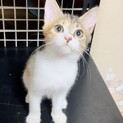 【正式譲渡済み】まんまる顔の可愛い三毛虎ちゃんです