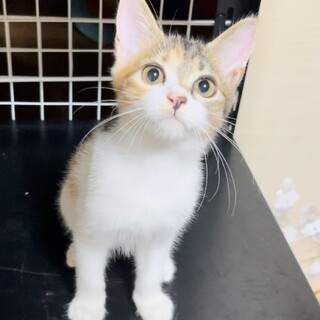 【正式譲渡済み】まんまる顔の可愛い三毛虎ちゃんです