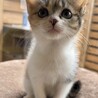 【正式譲渡済み】まんまる顔の可愛い三毛虎ちゃんです サムネイル3
